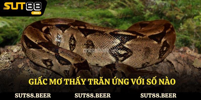 Giấc mơ thấy trăn ứng với số nào