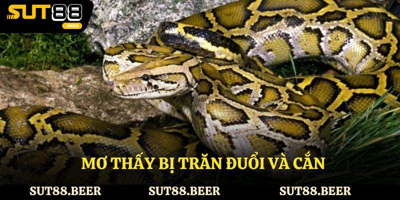 Mơ thấy bị trăn đuổi và cắn